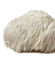 Lion's Mane mushroom