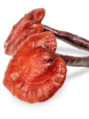 Reishi mushroom