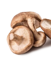 Shiitake mushroom