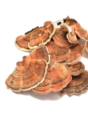 Turkey Tail mushroom